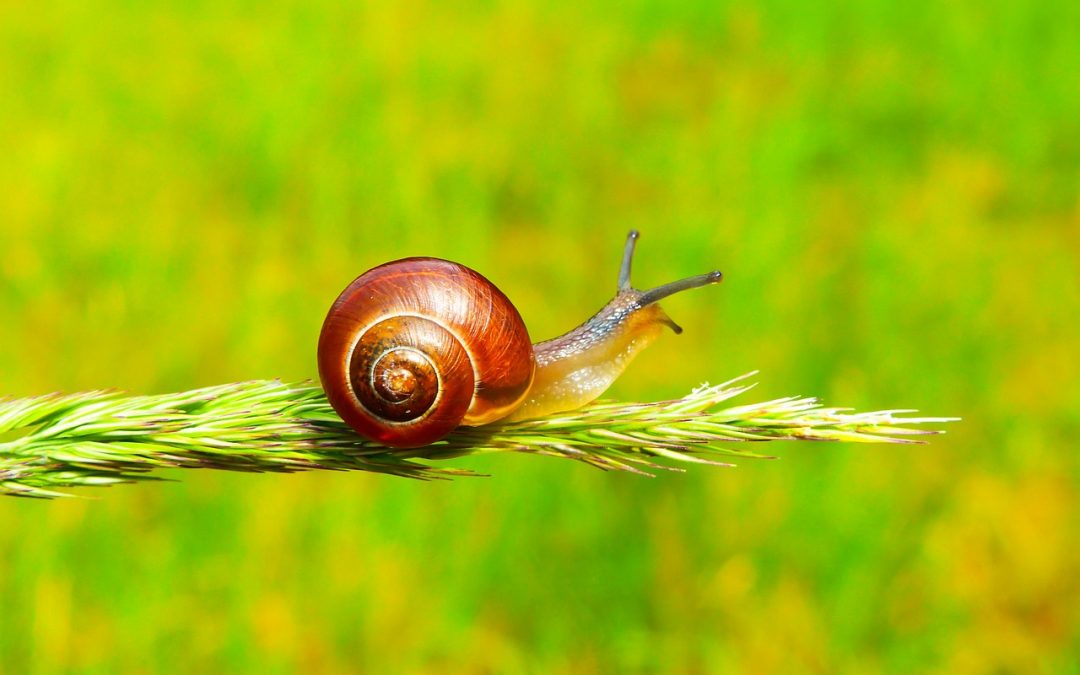 Sad i Amerikanci blokiraju hrvatski ulazak u OECD