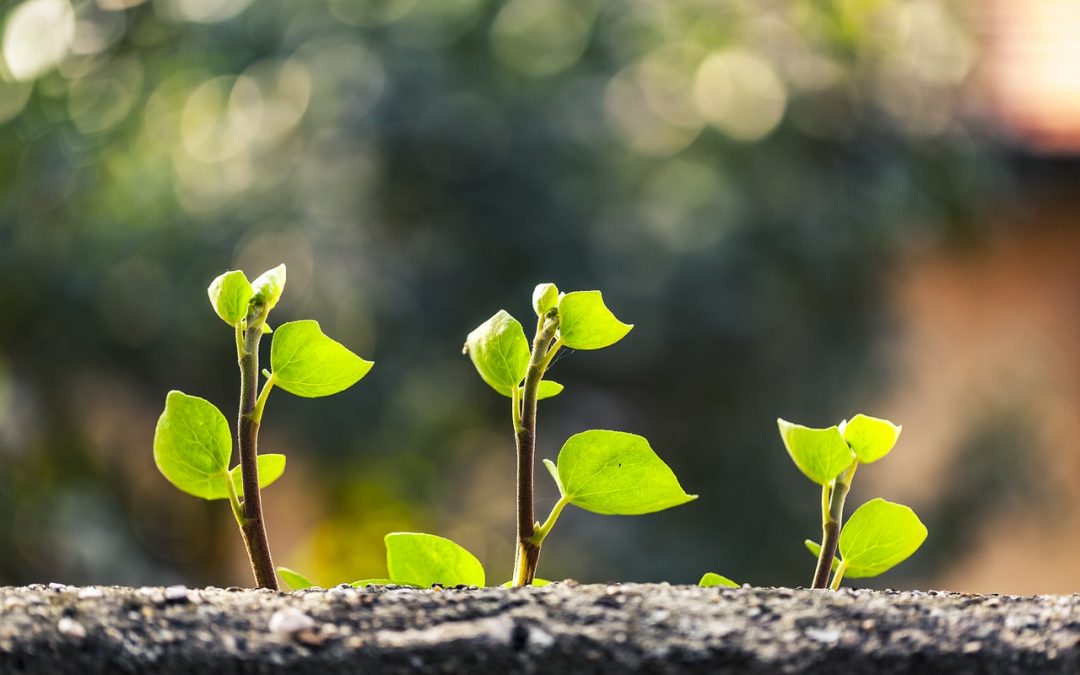 Hoće li se itko osvijestiti nakon podataka o rastu u drugom tromjesečju 2019.?