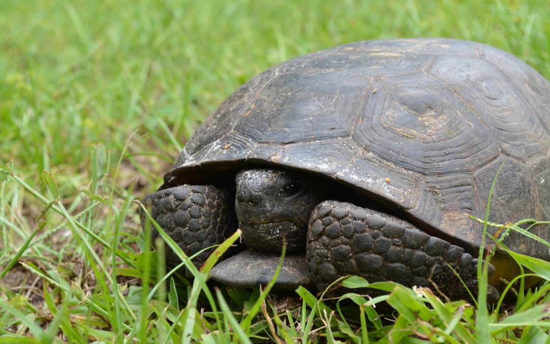 Wall Street: Ulagači oprezni, indeksi stagnirali